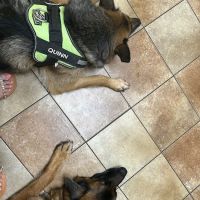 Banfield Pet Hospital ico