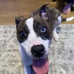 Sully Animal Hospital