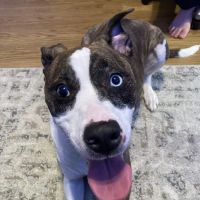 Sully Animal Hospital ico