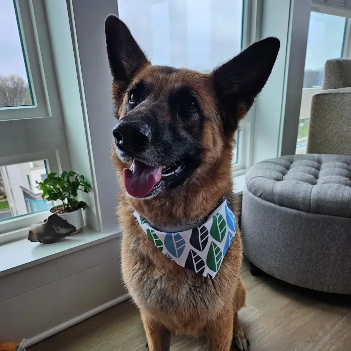 Sully Animal Hospital Picture 8