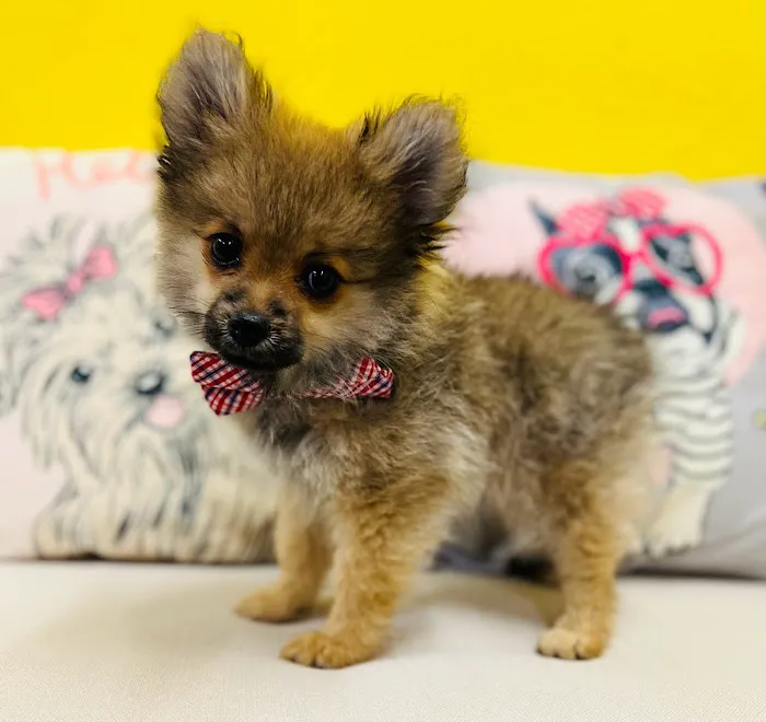 Puppy Boutique of Lake Hamilton Picture 7