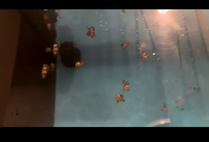 Atlantis Coral Reef Supply (CALL TO MAKE AN APPOINTMENT) Picture 1
