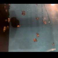Atlantis Coral Reef Supply (CALL TO MAKE AN APPOINTMENT) ico