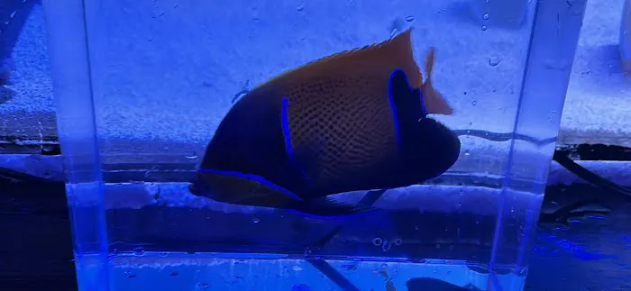 Atlantis Coral Reef Supply (CALL TO MAKE AN APPOINTMENT) Picture 4