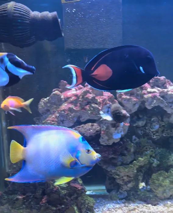 Atlantis Coral Reef Supply (CALL TO MAKE AN APPOINTMENT) Picture 3