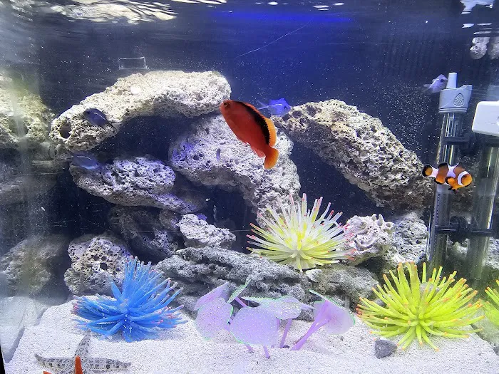 Atlantis Coral Reef Supply (CALL TO MAKE AN APPOINTMENT) Picture 9