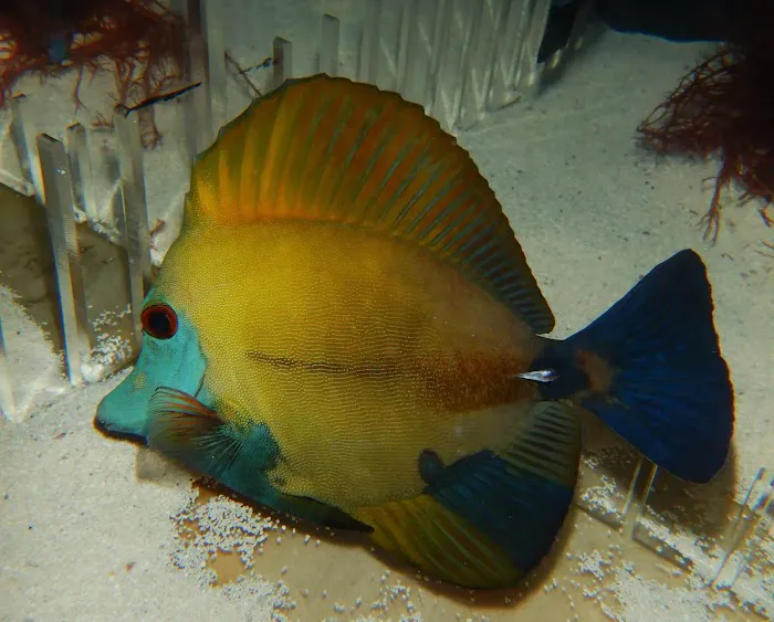 Atlantis Coral Reef Supply (CALL TO MAKE AN APPOINTMENT) Picture 5
