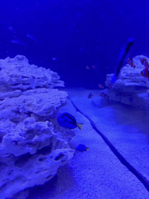 Atlantis Coral Reef Supply (CALL TO MAKE AN APPOINTMENT) Picture 8