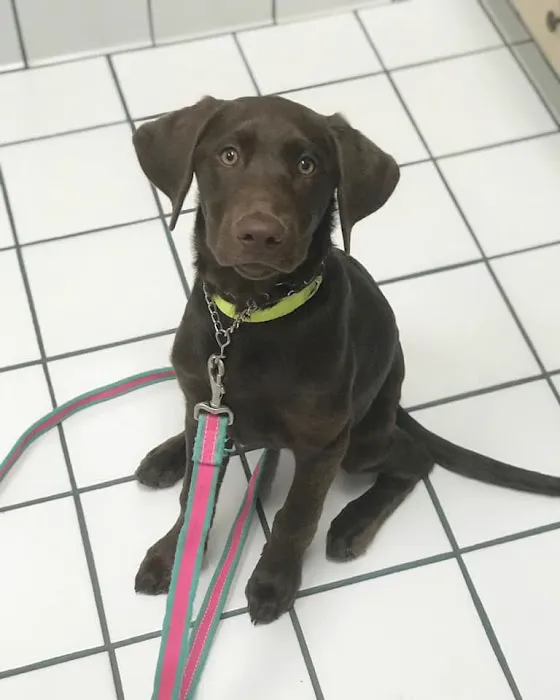 Ashburn Veterinary Hospital Picture 10