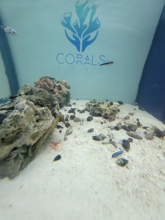 Corals Frag Picture 8