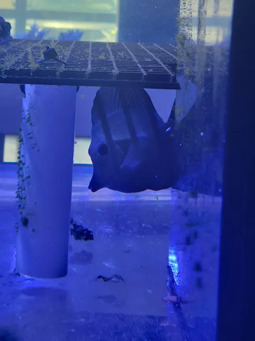 Corals Frag Picture 2