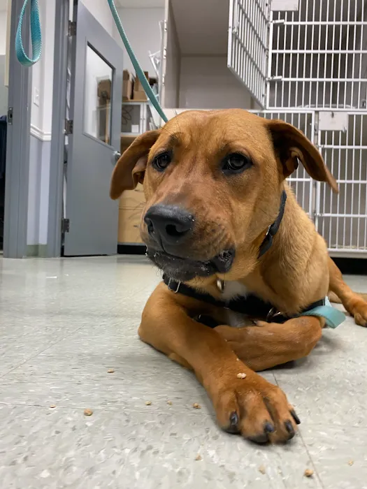 Animal Medical Centers of Loudoun - Ashburn Picture 10
