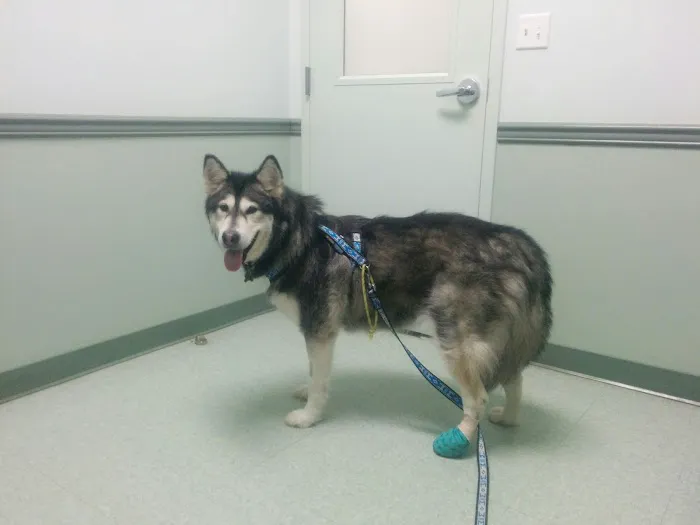 Animal Medical Centers of Loudoun - Ashburn Picture 4