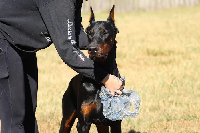 The Loyal Paws Picture 5