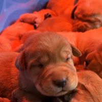The Loyal Paws ico