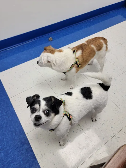 Caring Hands Animal Hospital - Ashburn Picture 1