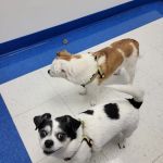 Caring Hands Animal Hospital - Ashburn
