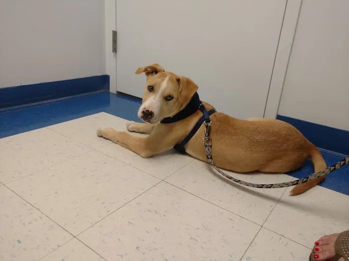 Caring Hands Animal Hospital - Ashburn Picture 6