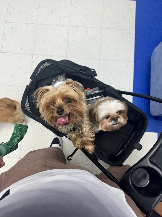 Caring Hands Animal Hospital - Ashburn Picture 8