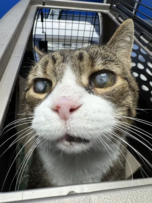 Caring Hands Animal Hospital - Ashburn Picture 5