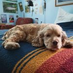 Loudoun Valley Animal Hospital