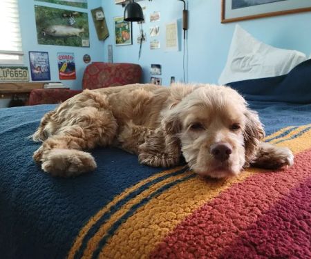 Loudoun Valley Animal Hospital