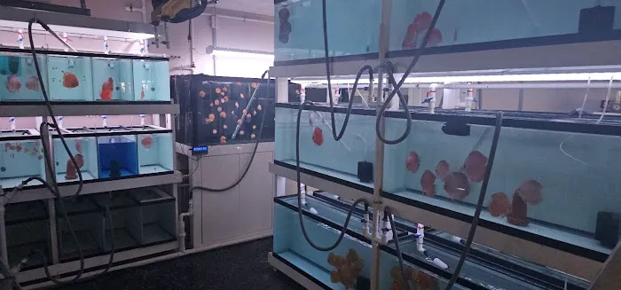 Aquagems Discus Picture 8