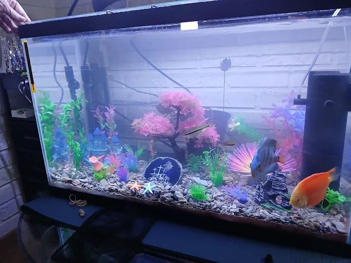 Aquagems Discus Picture 4
