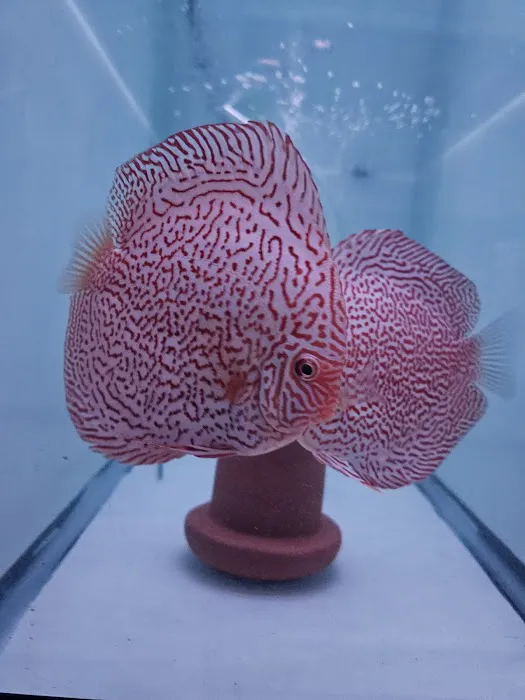 Aquagems Discus Picture 2