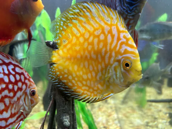 Aquagems Discus Picture 6