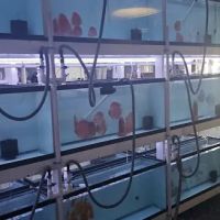 Aquagems Discus ico