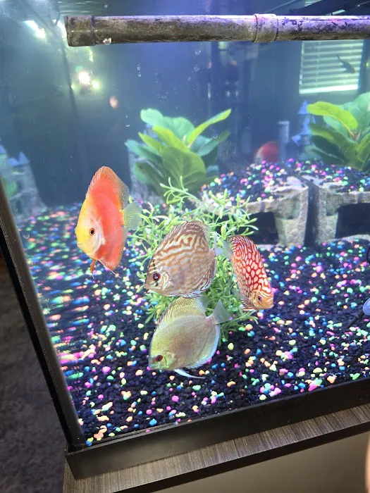 Aquagems Discus Picture 5