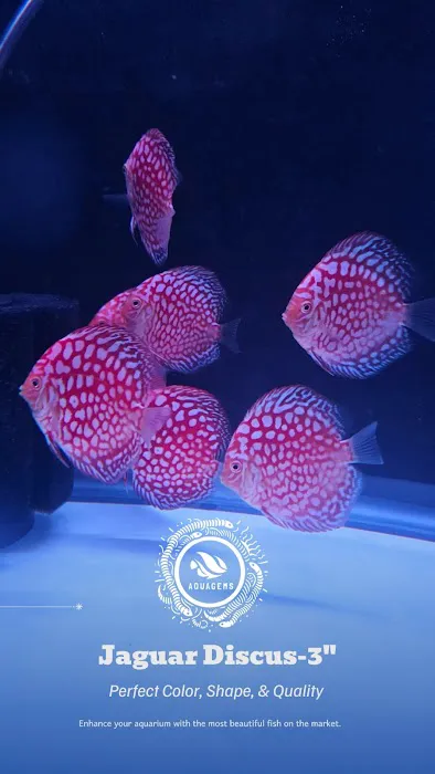 Aquagems Discus Picture 3