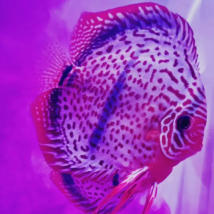 Aquagems Discus Picture 10