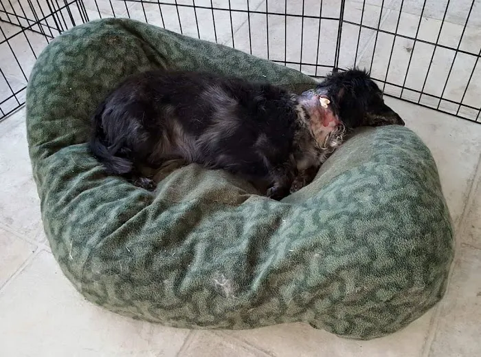 Animal Medical Center Of Warrenton Picture 7