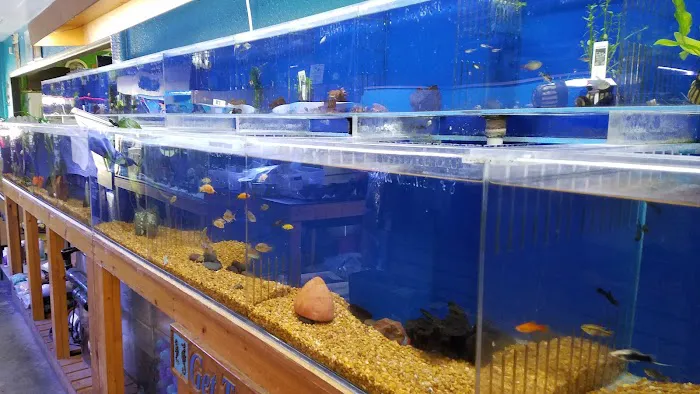Treasure Cove Pet shop Picture 6