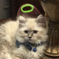 Warrenton Animal Health Lab ico