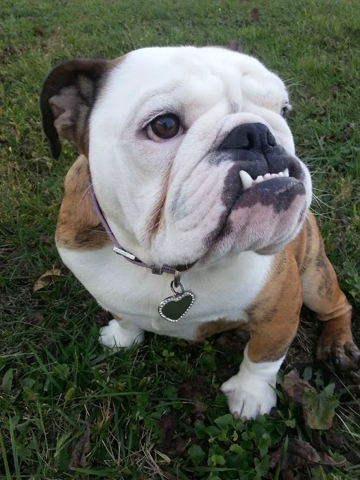 Piedmont Pets Veterinary Care Picture 10