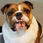 Piedmont Pets Veterinary Care