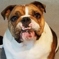 Piedmont Pets Veterinary Care ico