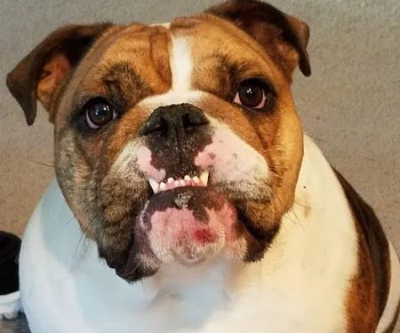 Piedmont Pets Veterinary Care