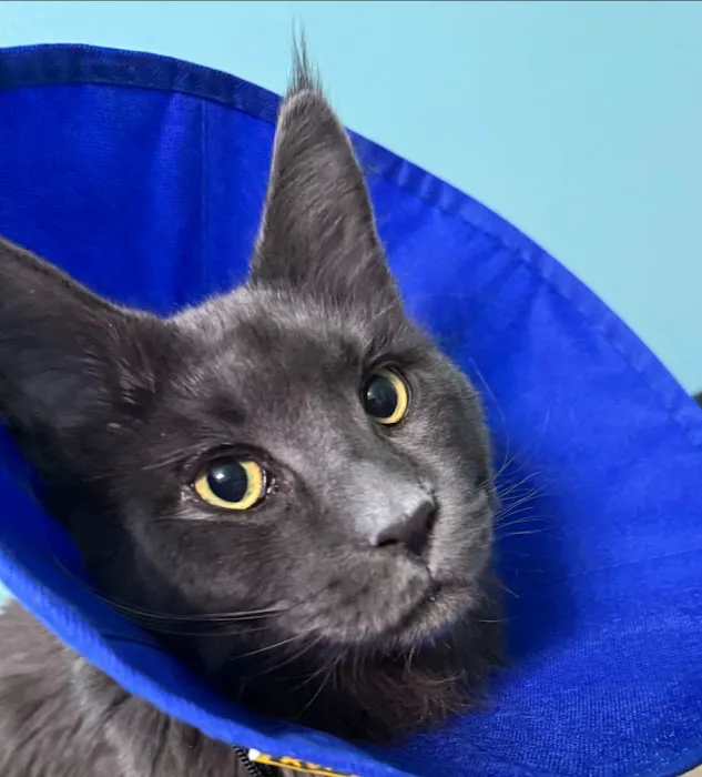 Piedmont Pets Veterinary Care Picture 8