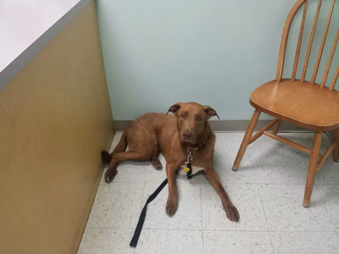 Piedmont Pets Veterinary Care Picture 6