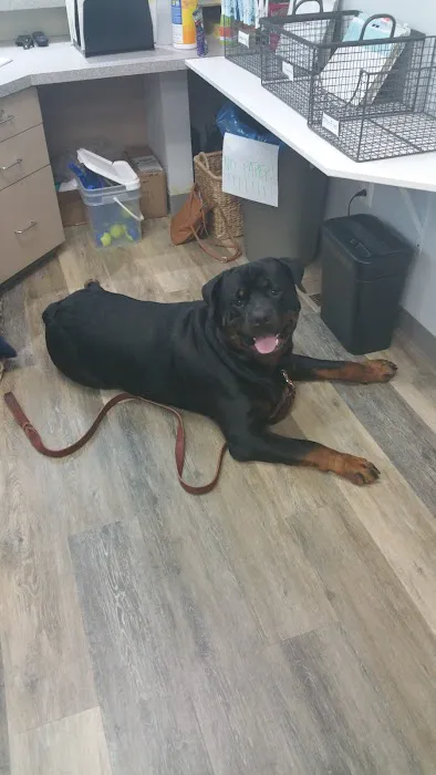 Piedmont Pets Veterinary Care Picture 9