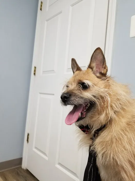 Piedmont Pets Veterinary Care Picture 5