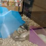 Petco