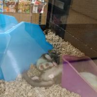 Petco ico