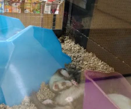 Petco