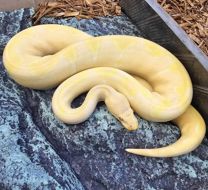 C.F. Exotics Picture 7