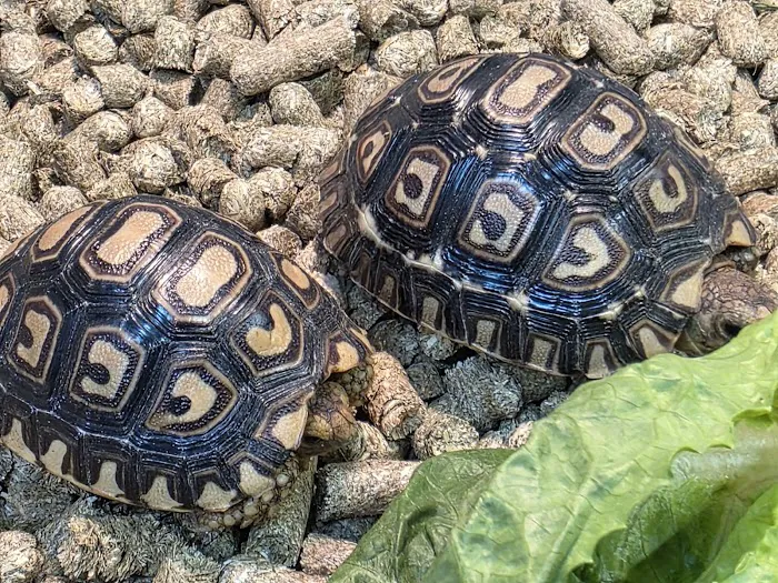 C.F. Exotics Picture 9